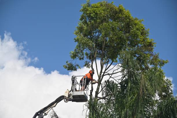 How Our Tree Care Process Works  in  Oceanport, NJ