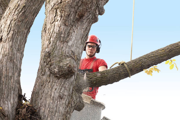 Oceanport, NJ Tree Removal Services Company